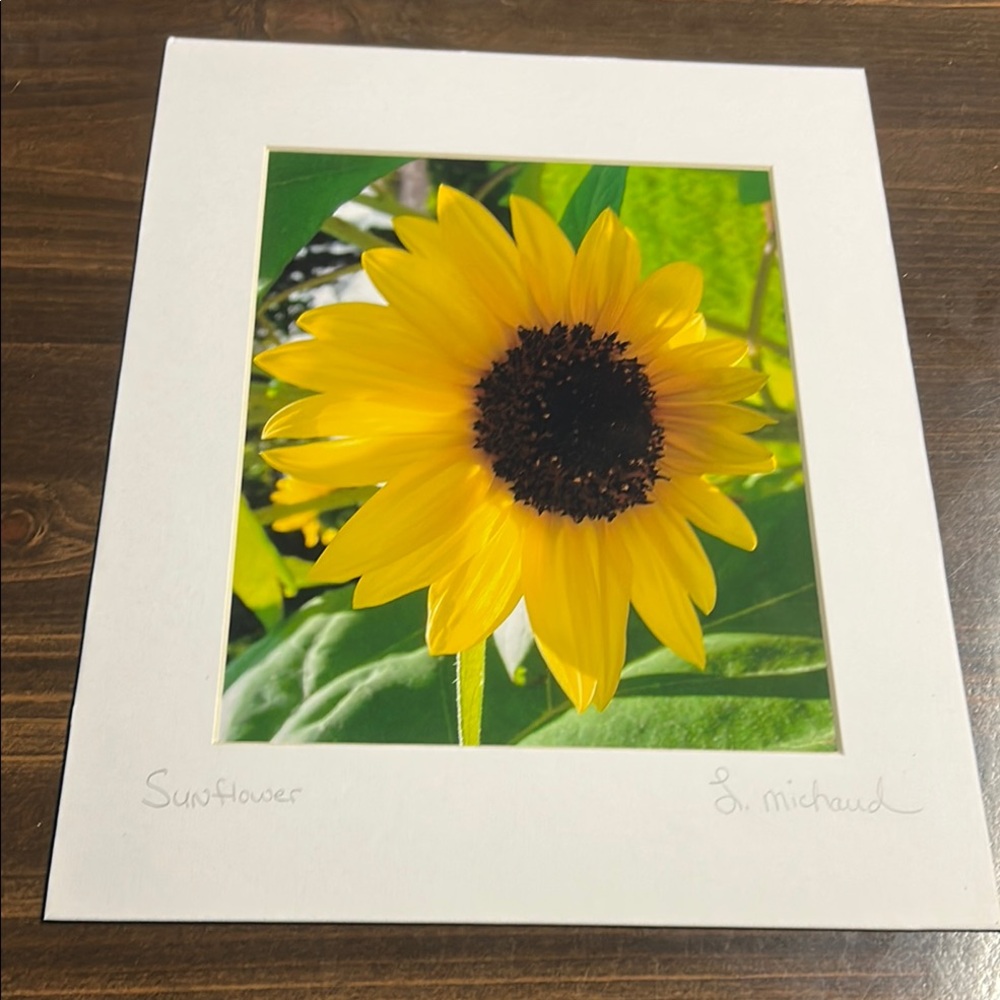 Sunflower Art Print by